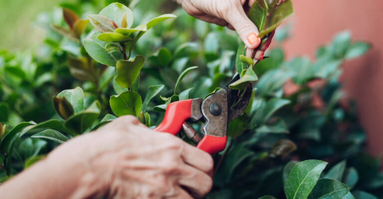 What Oregon Gardeners Should Do After Camellias Finish Blooming