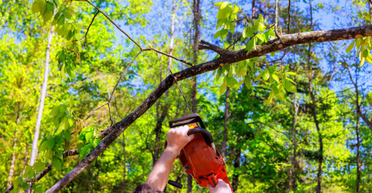 What Oregon Gardeners Should Know Before Removing A Neighboring Tree Branch