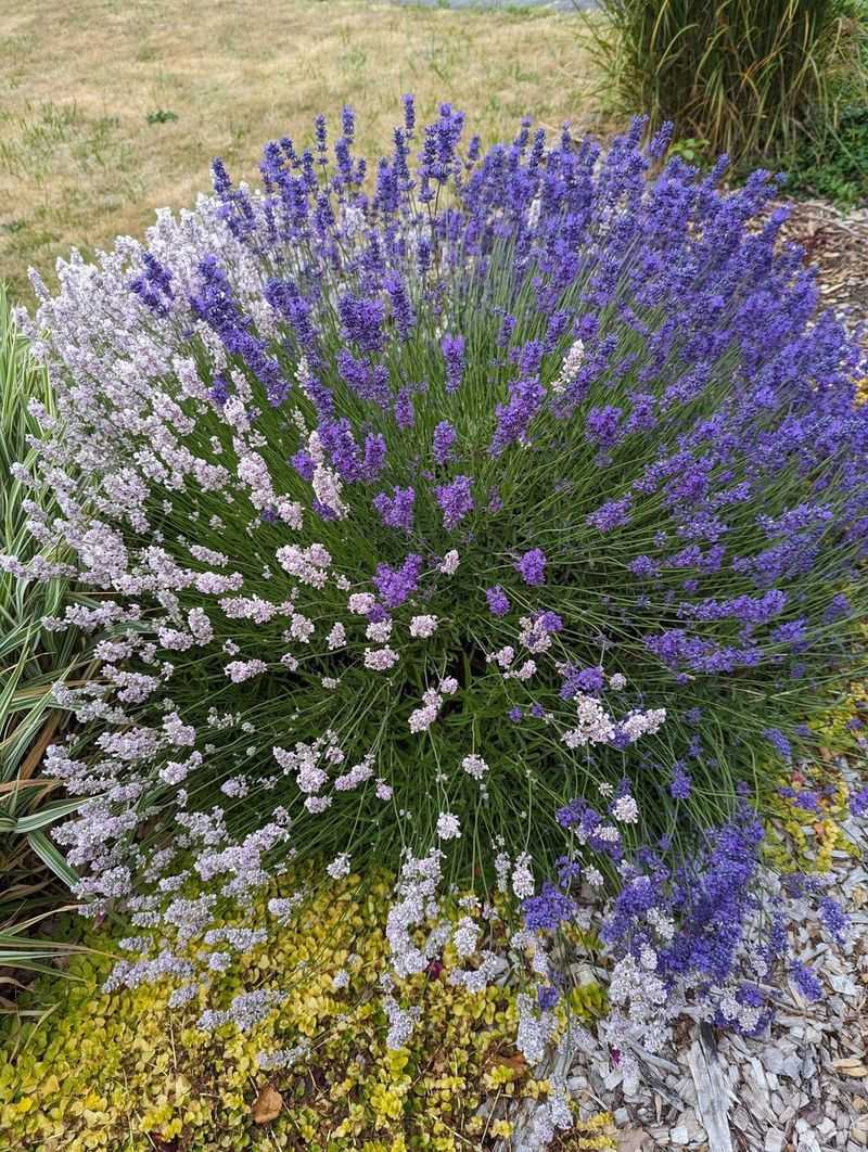Lavender