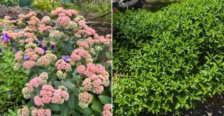 What Oregon Gardeners Should Not Plant With Hydrangeas