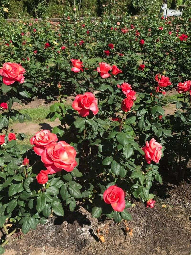 Roses Need Their Big Pruning Finished Early