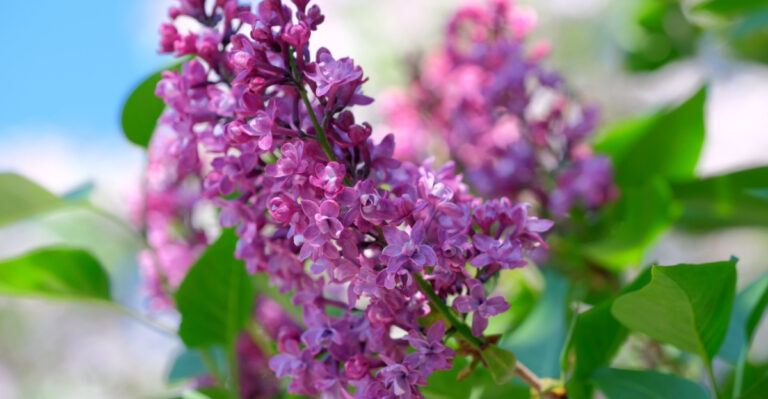 What Oregon Gardeners Should Stop Pruning Once May Arrives