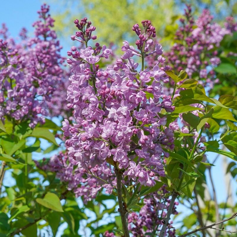 Give Lilacs Full Sun
