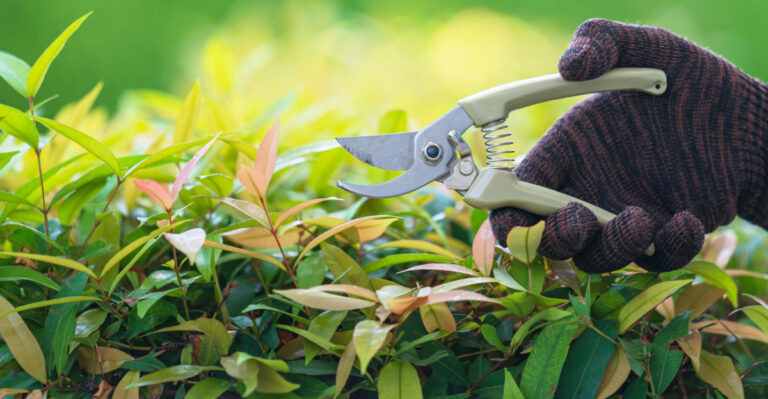 What Oregon Shrubs Need In April For Stronger Summer Growth