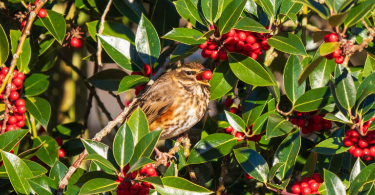 What Oregon Wildlife Is Looking For In Gardens This Spring