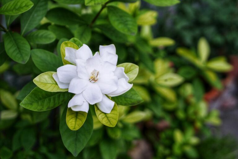 gardenia
