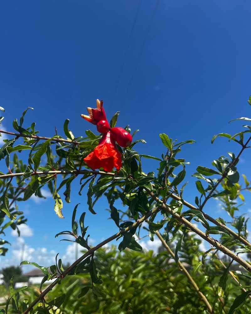 Deep Watering Supports Strong Flower And Fruit Development