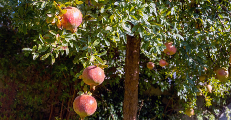 Pomegranate tree (featured image)