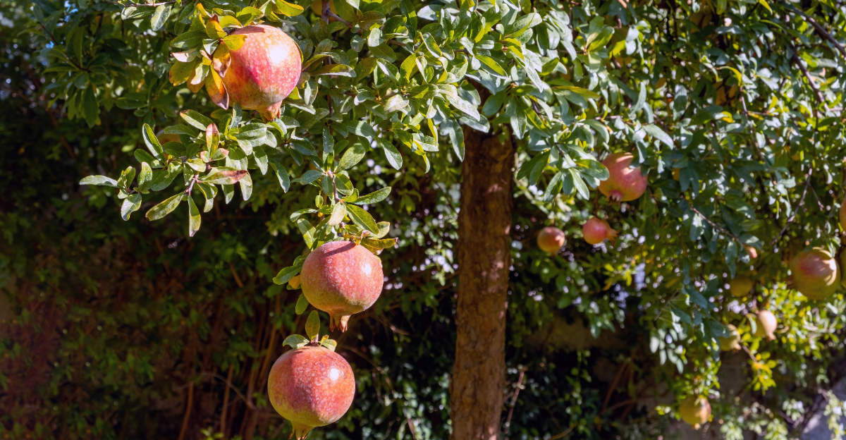 Pomegranate tree (featured image)