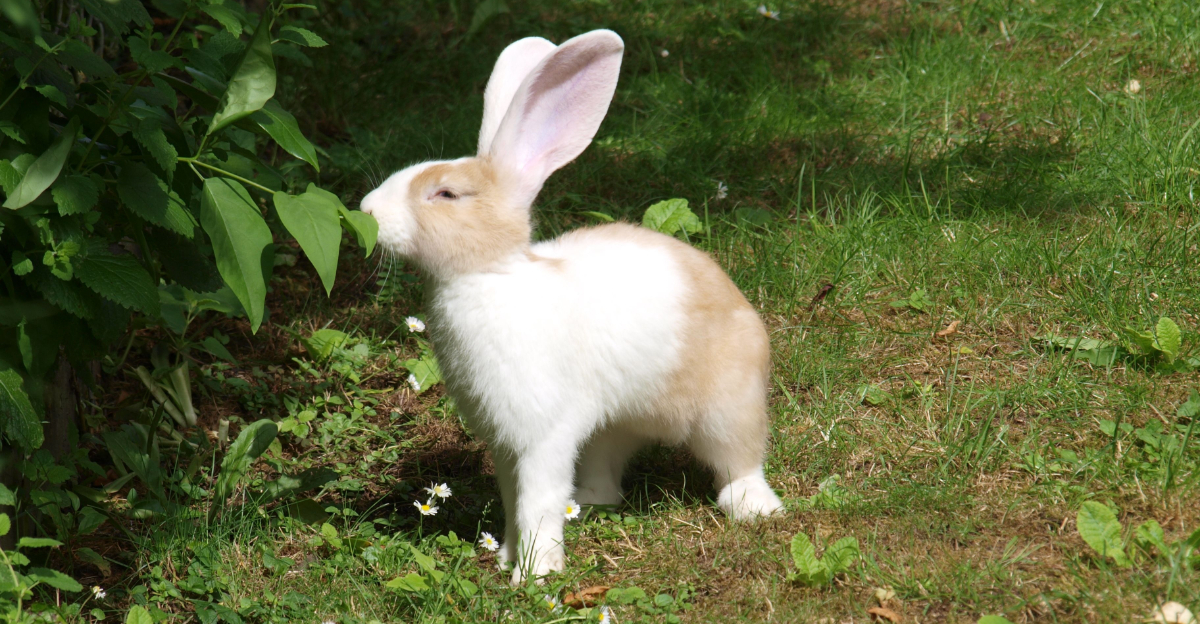 rabbit nibbling on a shrub
