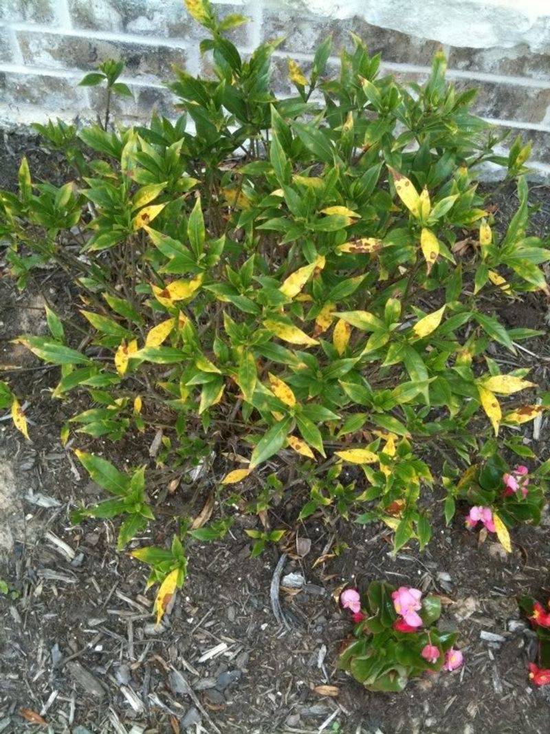 How Alkaline Texas Soil Can Trigger Trouble