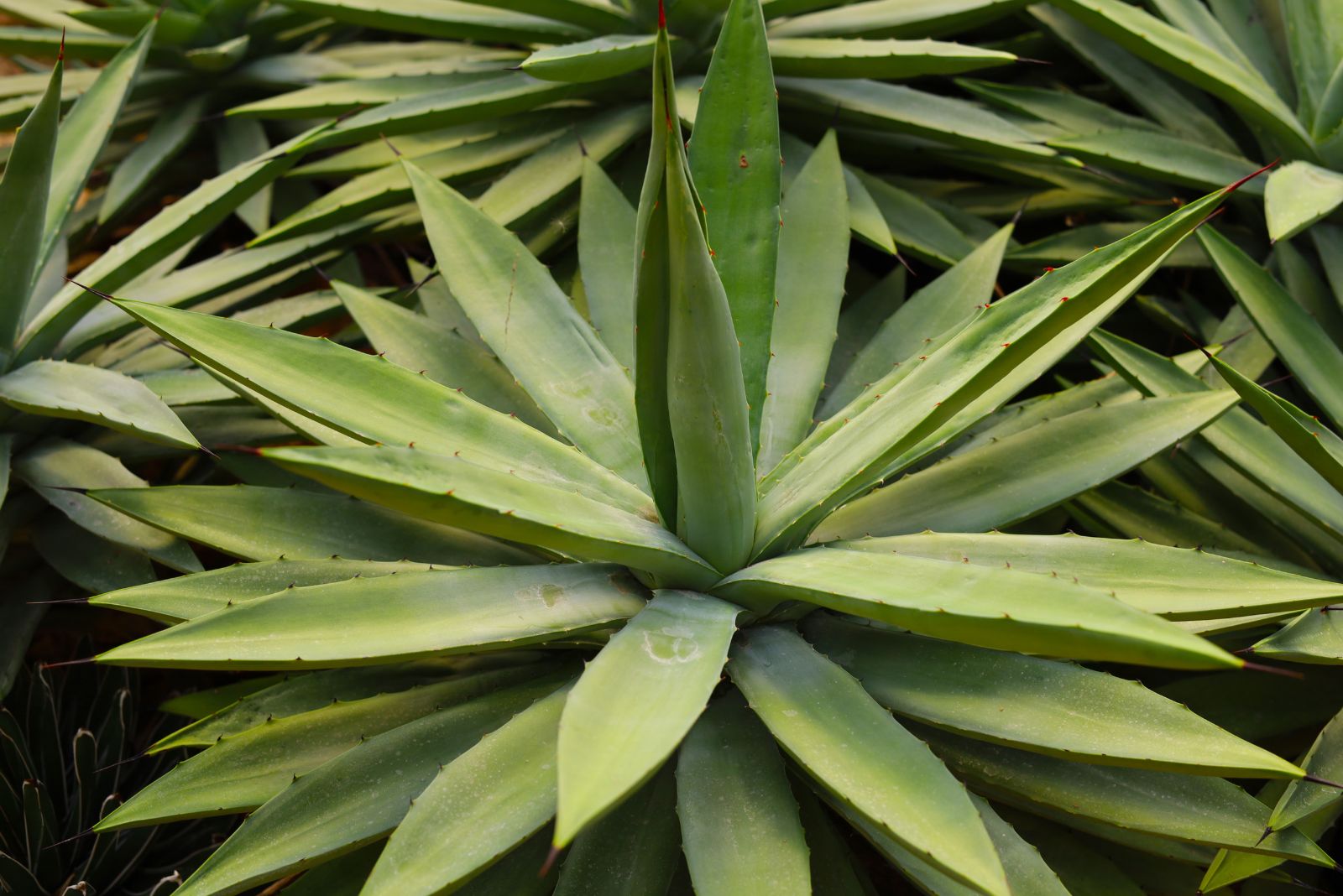 agave