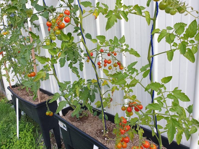 Tomatoes For Big Flavor In Pots