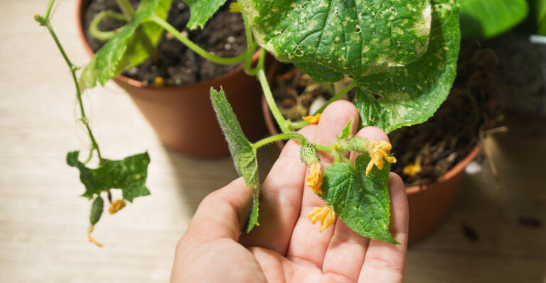 What Texas Gardeners Should Plant In April In Containers