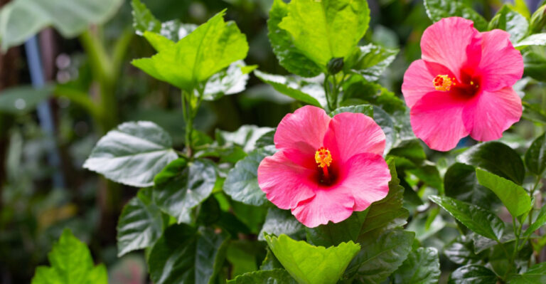 What Texas Hibiscus Need Before The Heat Gets Intense