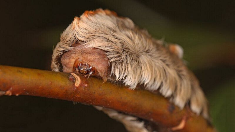 How To Recognize A Puss Caterpillar By Its Look