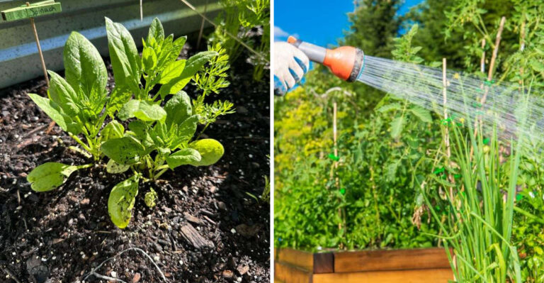 What This Heat Spike Means For Your Georgia Growing Season