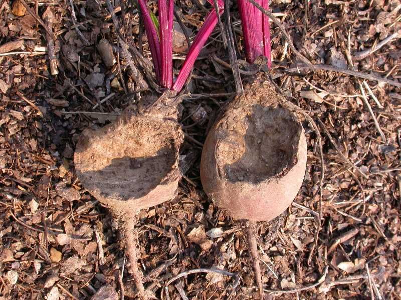 How Voles Destroy Plants