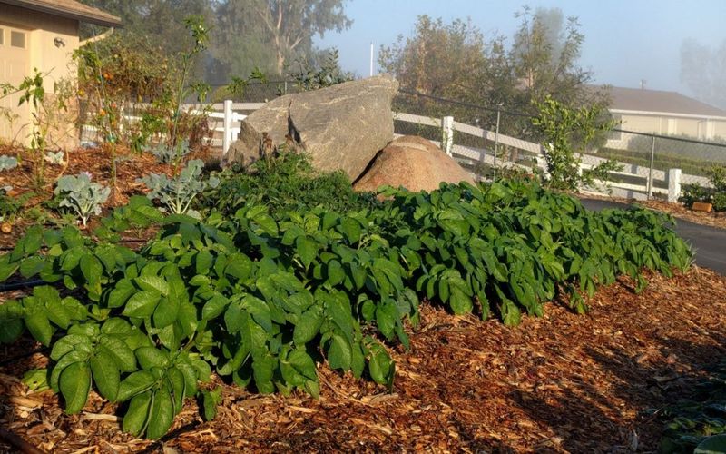 Shredded Mulch Gives Beds A Finished Look