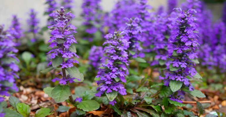 What To Add To Empty Ohio Garden Beds In May So They Don’t Look Bare