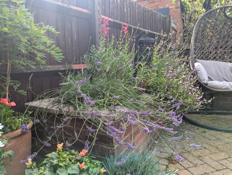 Lavender
