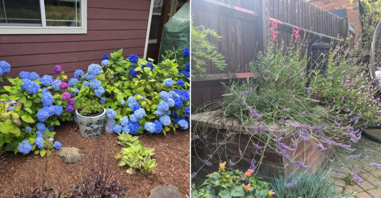What To Cut Back In California After Bloom And What To Leave Alone