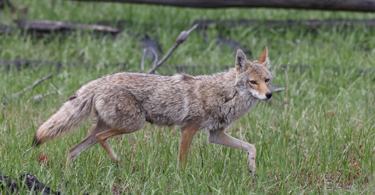 Coyote (featured image)