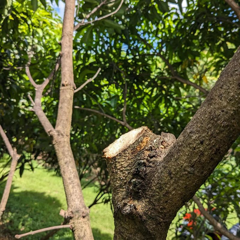 How To Plan Tree Work Outside Of Nesting Season