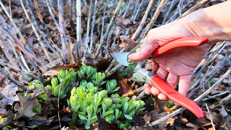 Clean Up Old Growth Without Cutting New Shoots