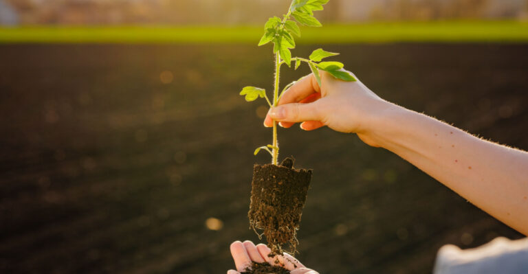 What To Do In Your North Carolina Garden The Last Week Of April