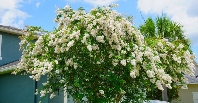 What To Do With Crape Myrtles In Florida This April For Bigger Blooms