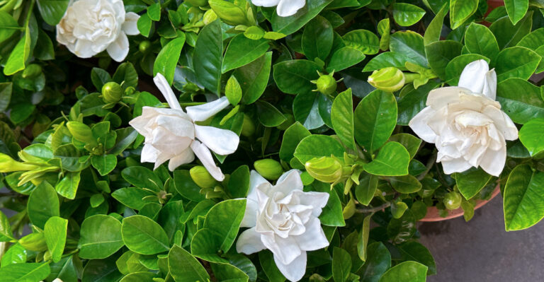 gardenias (featured image)