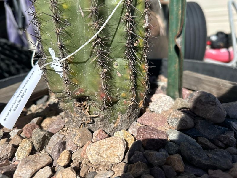 Check For Signs Of Winter Damage Or Soft Spots