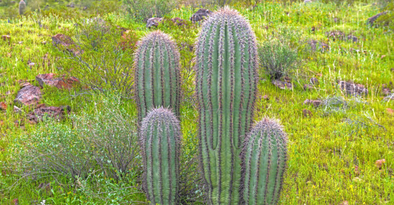 cactus (featured image)