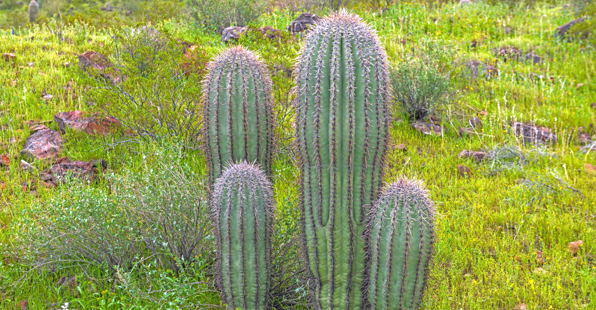 cactus (featured image)