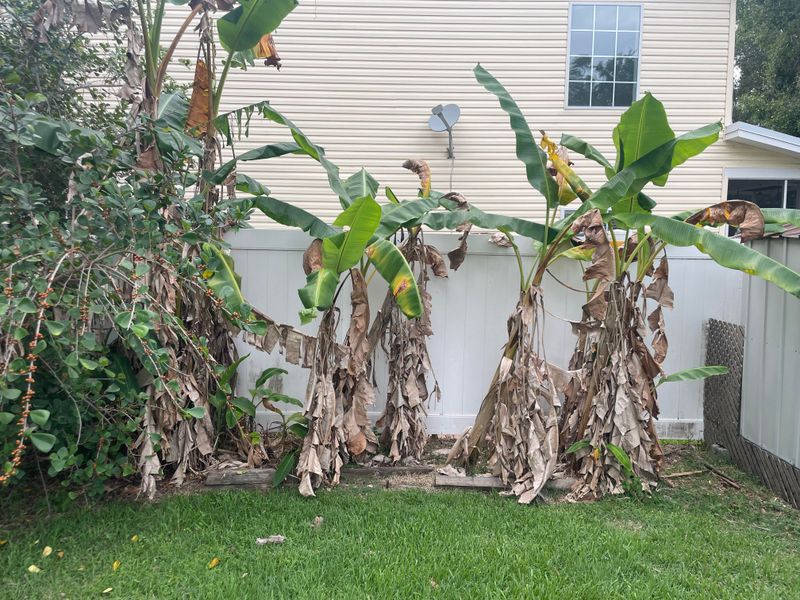 Remove Winter-Damaged Leaves To Encourage Fresh Growth