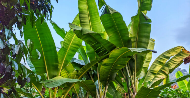 banana tree