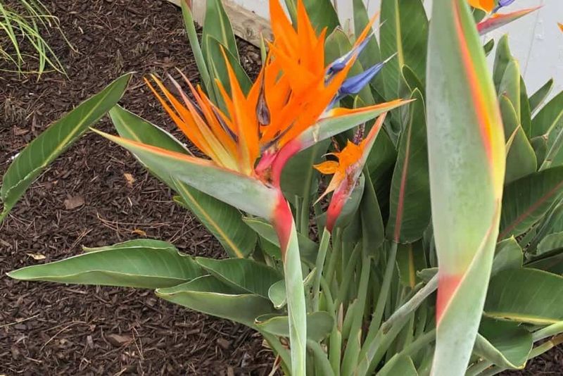 Feed Your Bird Of Paradise Before Summer Takes Off