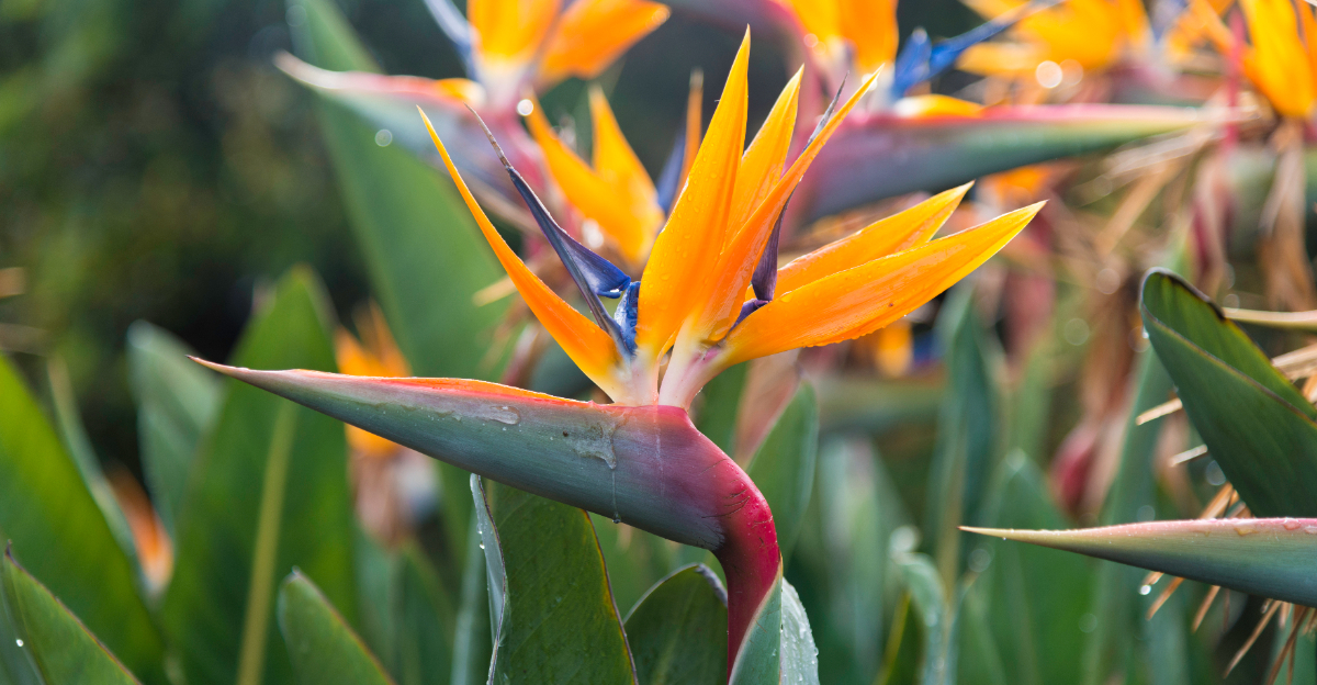 bird of paradise (featured image)