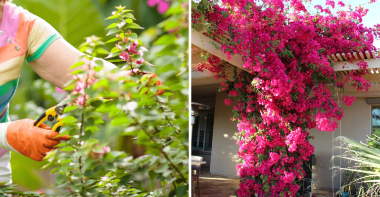 pruning bougainvillea