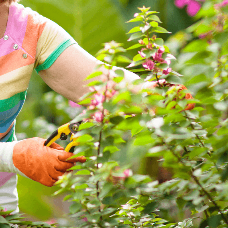 Start Pruning Early To Shape Growth Before Heat Builds