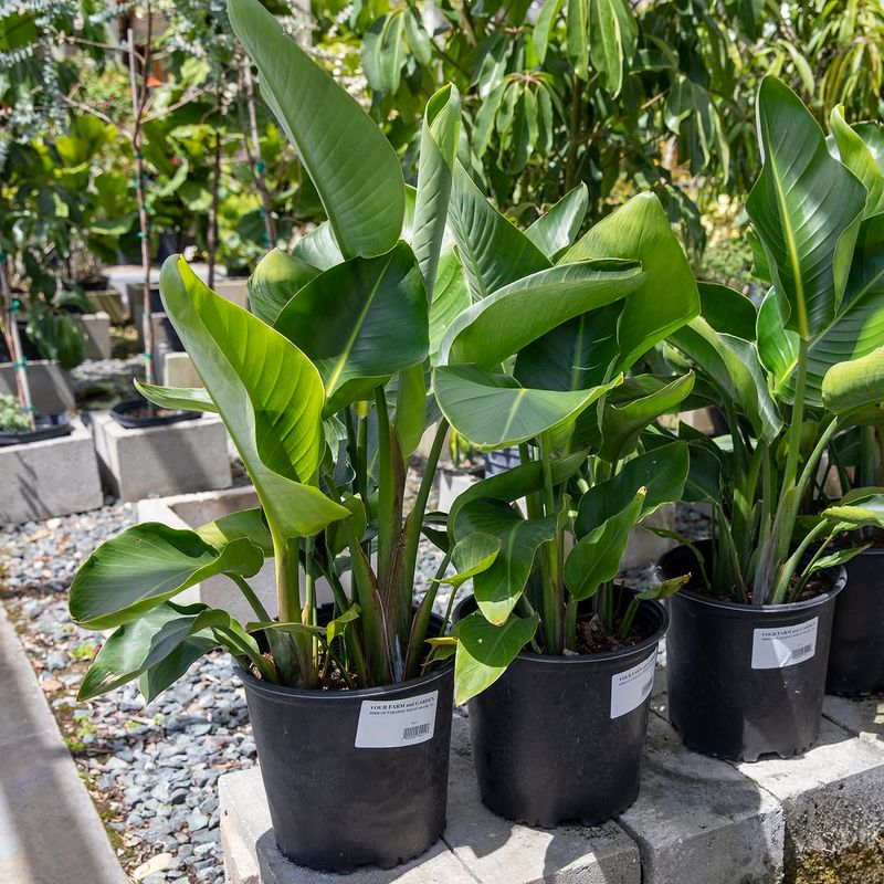 Feed Every Three Months During The Growing Season