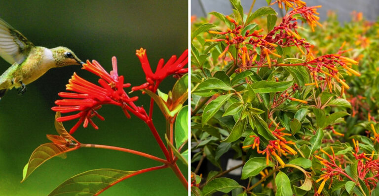 What To Do With Your Florida Firebush In May To Bring More Hummingbirds To Your Yard