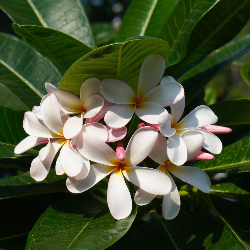 Move Potted Plumeria Into Stronger Sun Gradually