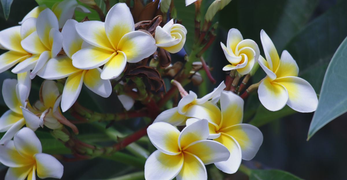 plumeria