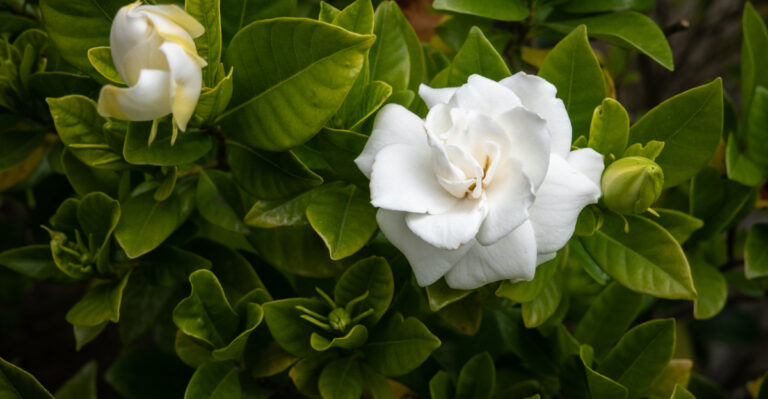 gardenia (featured image)
