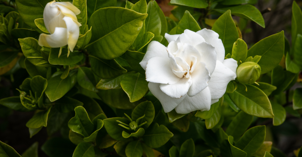 gardenia (featured image)