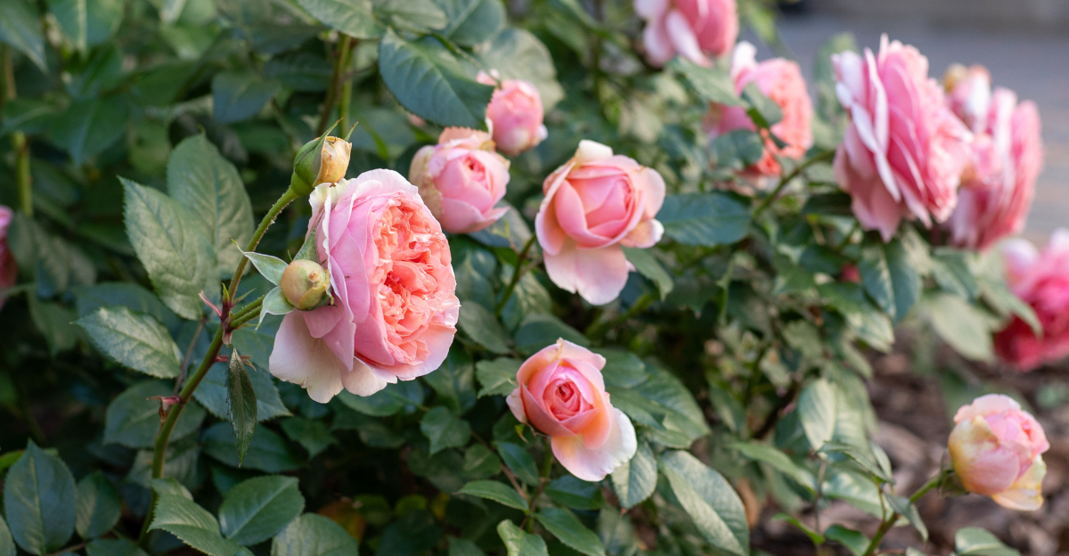 roses (featured image)