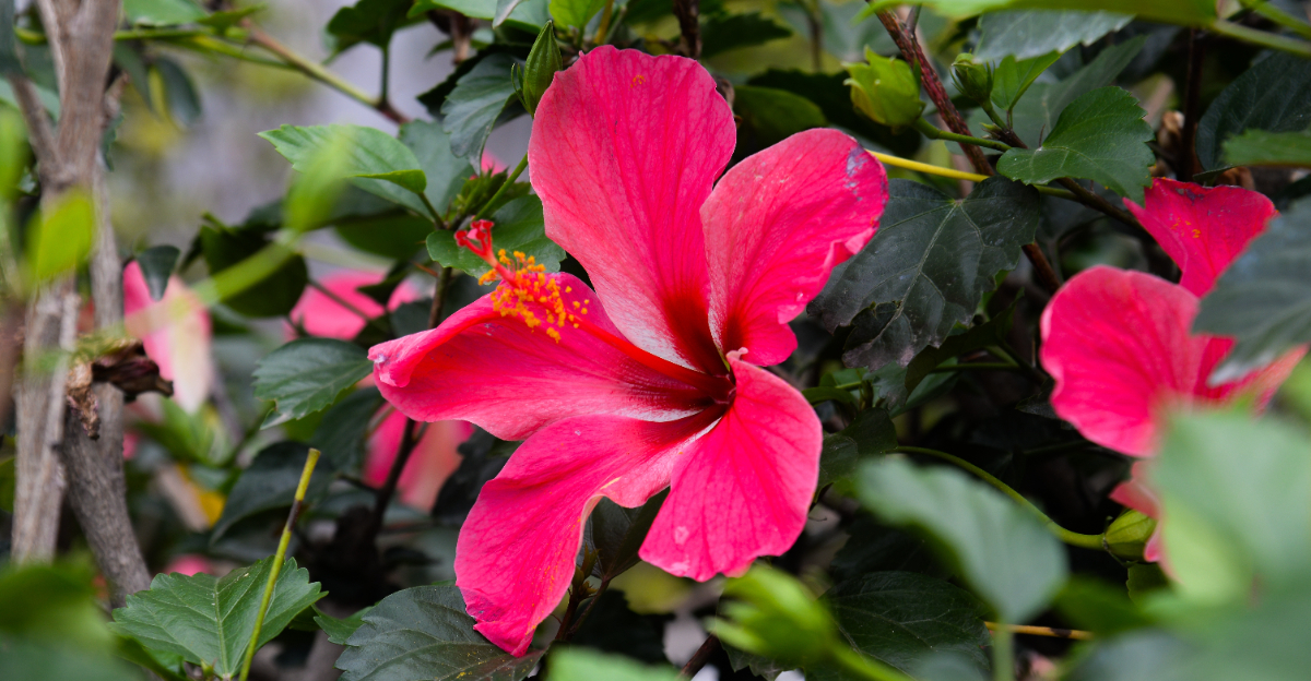 hibiscus