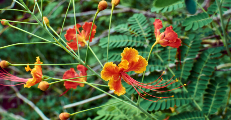 red bird of paradise (featured image)